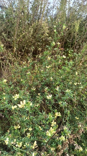 Medicago × varia, photograph 2