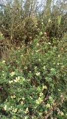 Medicago × varia, photograph (c) ivansemenkov, some rights reserved (CC BY)