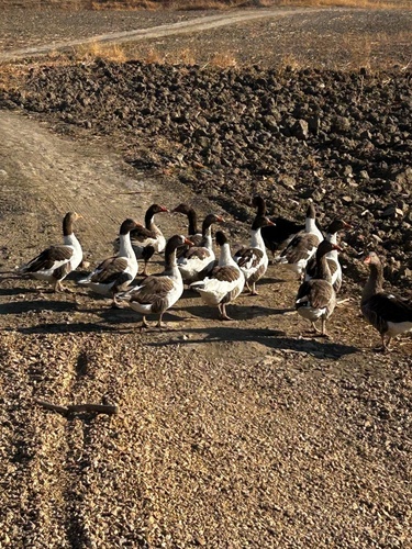 Domestic Greylag Goose