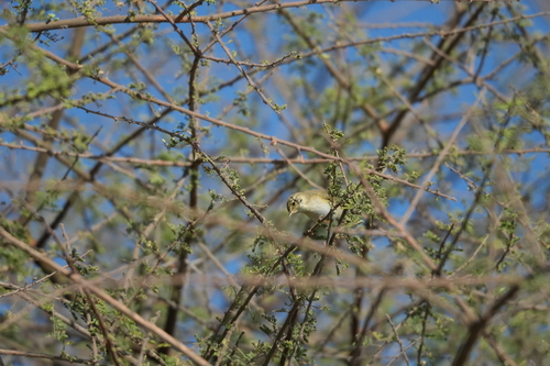 Willow Warbler