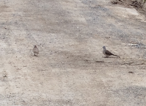 Zebra Dove