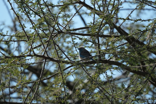 Southern Cordonbleu