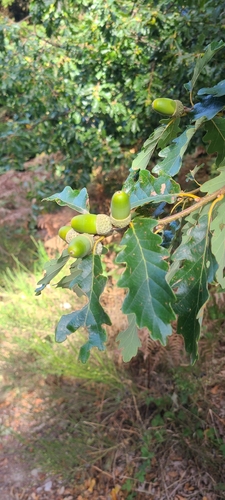 sessile oak