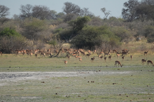Impala