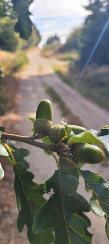 Quercus petraea, photograph 5