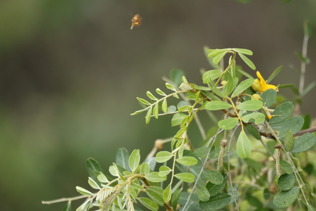 Sophora chrysophylla; photograph author not stated, no rights reserved