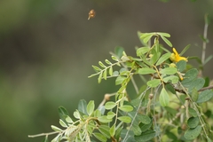 Sophora chrysophylla