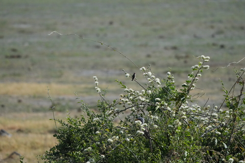 South African Red-billed Quelea