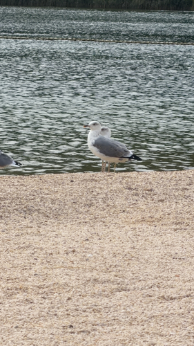 Yellow-legged Gull