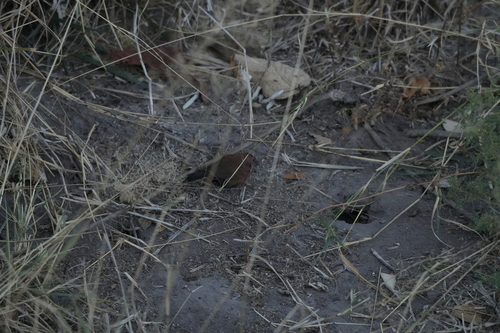 Brown Firefinch