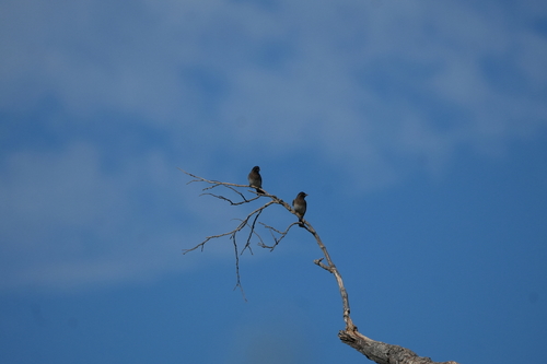 Common Bulbul
