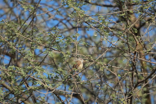 Tawny-flanked Prinia