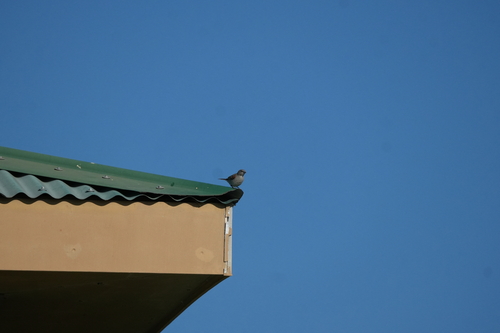 Southern Grey-headed Sparrow