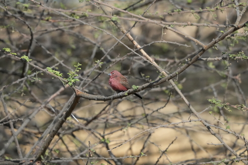 Jameson's Firefinch