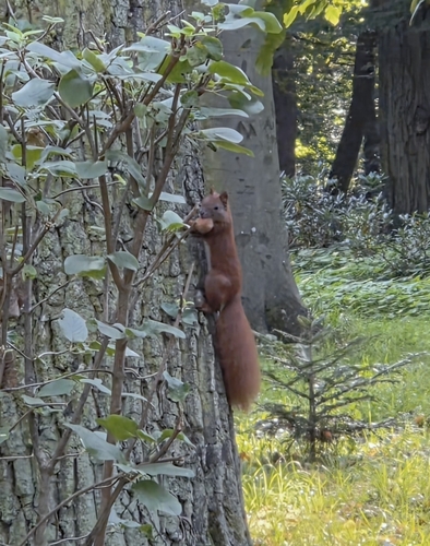 Eurasian Red Squirrel
