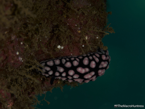 Phyllidia pustulosa observed 2026-08-28
