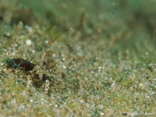Chelidonura hirundinina observed 2026-08-28