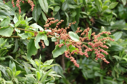 Rumex giganteus observed 2026-09-17