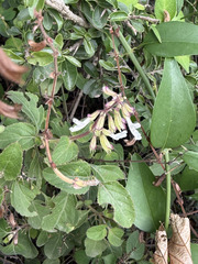 Orthosiphon thymiflorus, photograph (c) Aparna, some rights reserved (CC BY)