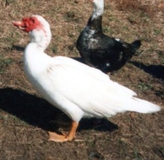 Cairina moschata domestica