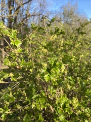 Ribes alpinum