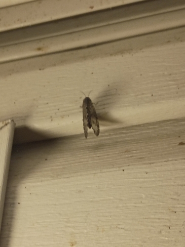 Polystoechotes punctata