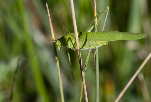 Sickle-bearing Bush-cricket