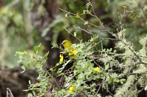 Chlorodrepanis virens observed 2026-09-17