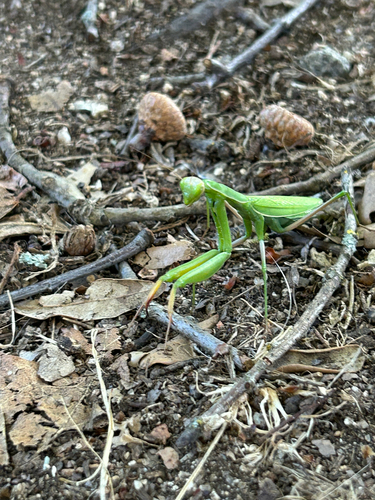 European Mantis