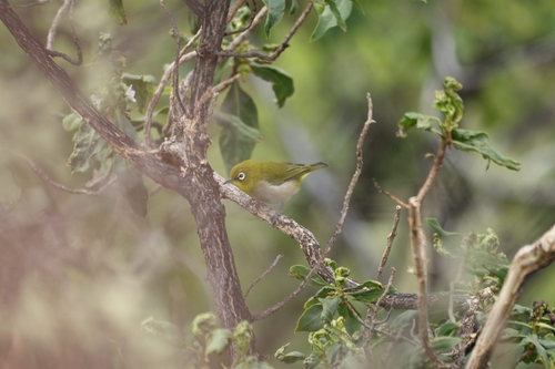 Zosterops japonicus observed 2026-09-17