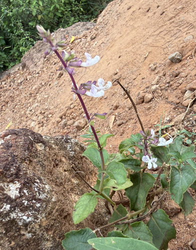 Orthosiphon thymiflorus, photograph 1
