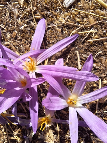 False Meadow Saffron