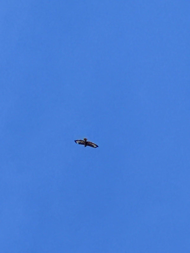 Common Buzzard