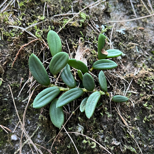 Dendrobium linguiforme, photograph 4