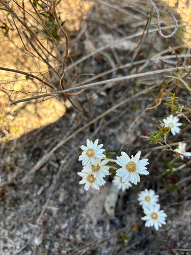 Argentipallium obtusifolium observed 2026-09-19
