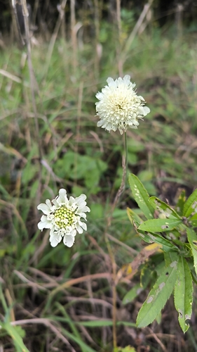 Cream Scabious
