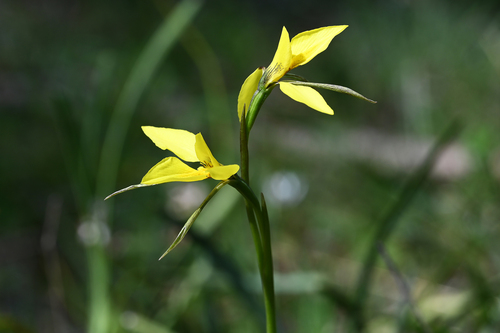 golden cowslips