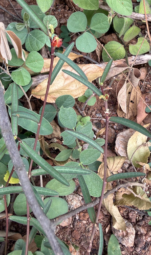Hemidesmus indicus, photograph 1
