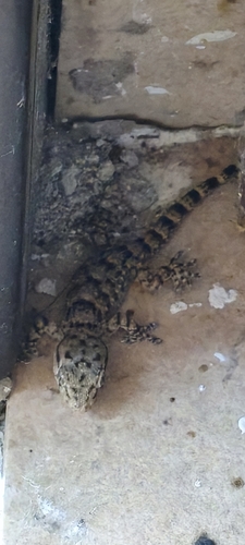 Moorish Gecko