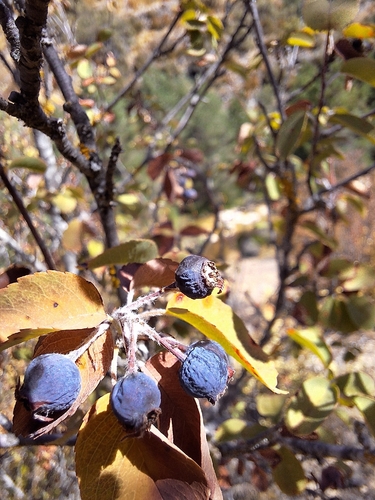 Snowy Mespilus