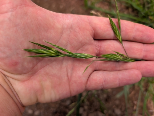 Bromus catharticus observed 2026-09-17