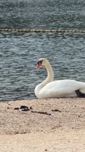 Mute Swan