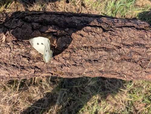 Small White