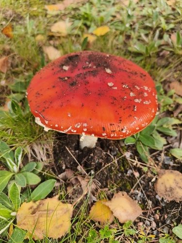 Fly Agaric