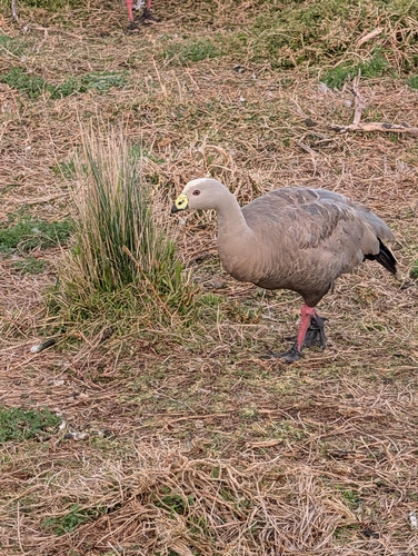 Cape Barren Goose