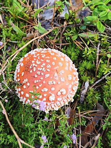 Fly Agaric