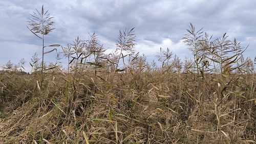 common reed