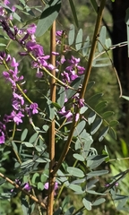 Indigofera australis, photograph (c) Ian Rainbow, some rights reserved (CC BY)
