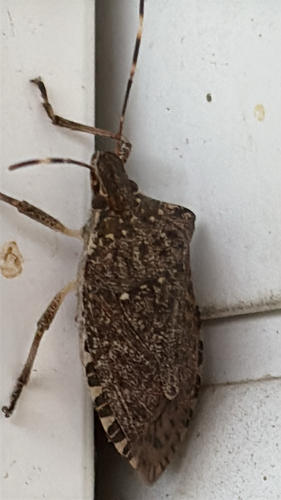 Brown Marmorated Stink Bug