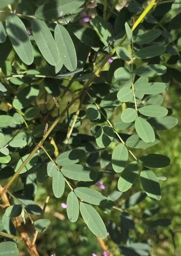 Indigofera australis, photograph 5